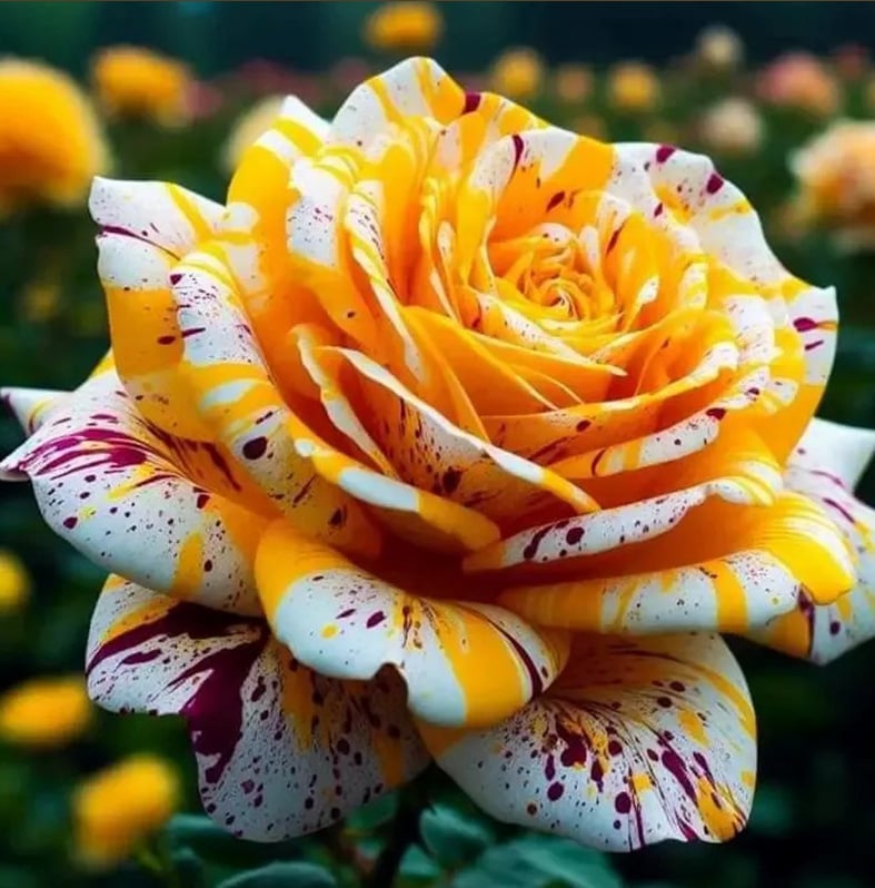 🌱Vier-Jahreszeiten-Rosensamen mit attraktiven Flecken und Texturen